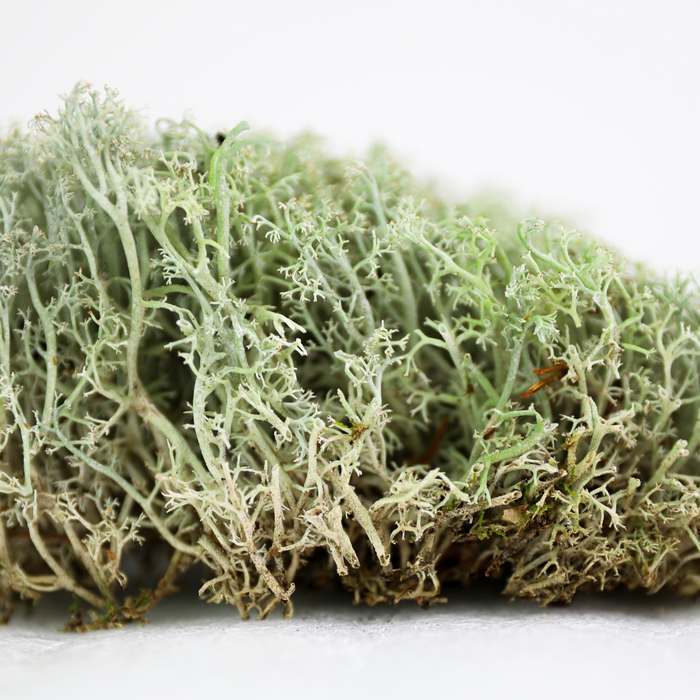 Mousse de lichen (Cladonia Rangiferina)