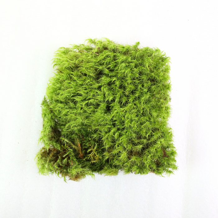 Mood Moss (Dicranum)