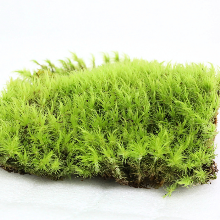 Mood Moss (Dicranum)