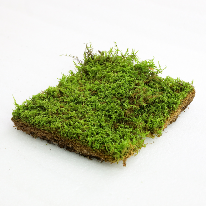 Natural Carpet Moss (Hypnum Imponens)