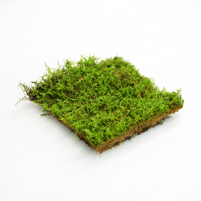 Natural Carpet Moss (Hypnum Imponens)