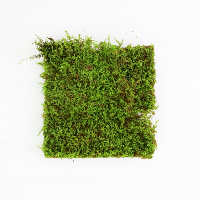 Natural Carpet Moss (Hypnum Imponens)