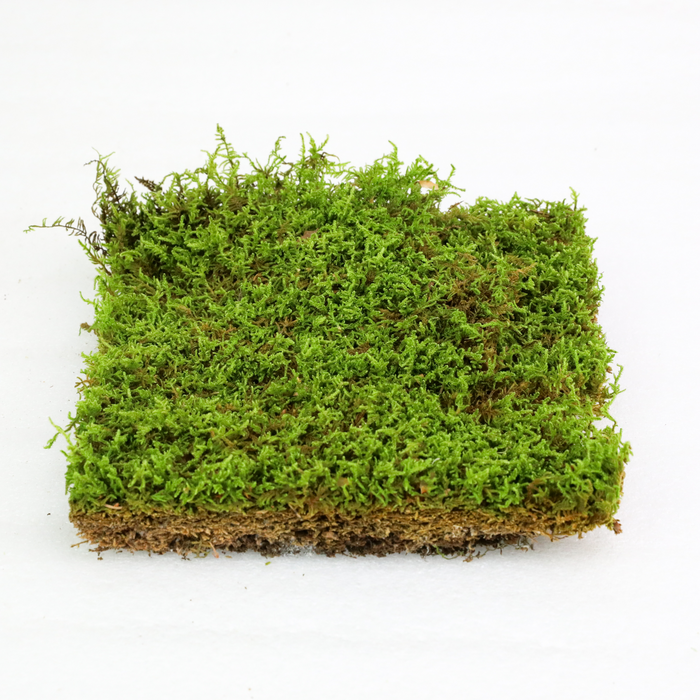 Natural Carpet Moss (Hypnum Imponens)