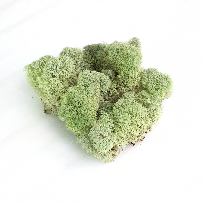 Natural Canadian Reindeer Moss