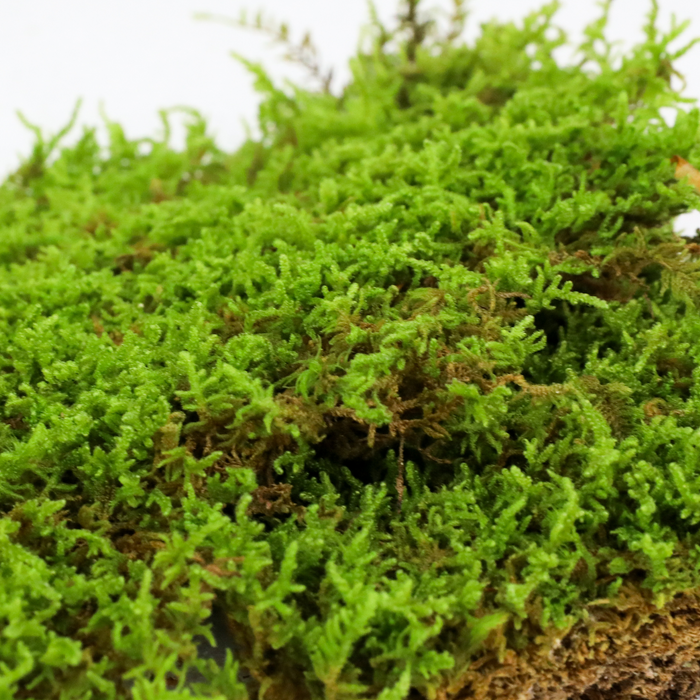 Natural Carpet Moss (Hypnum Imponens)