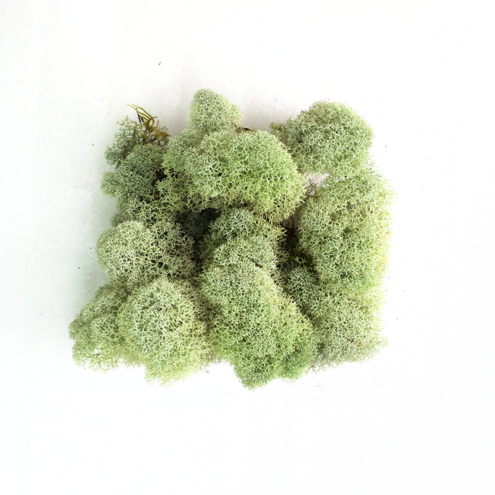 Natural Canadian Reindeer Moss