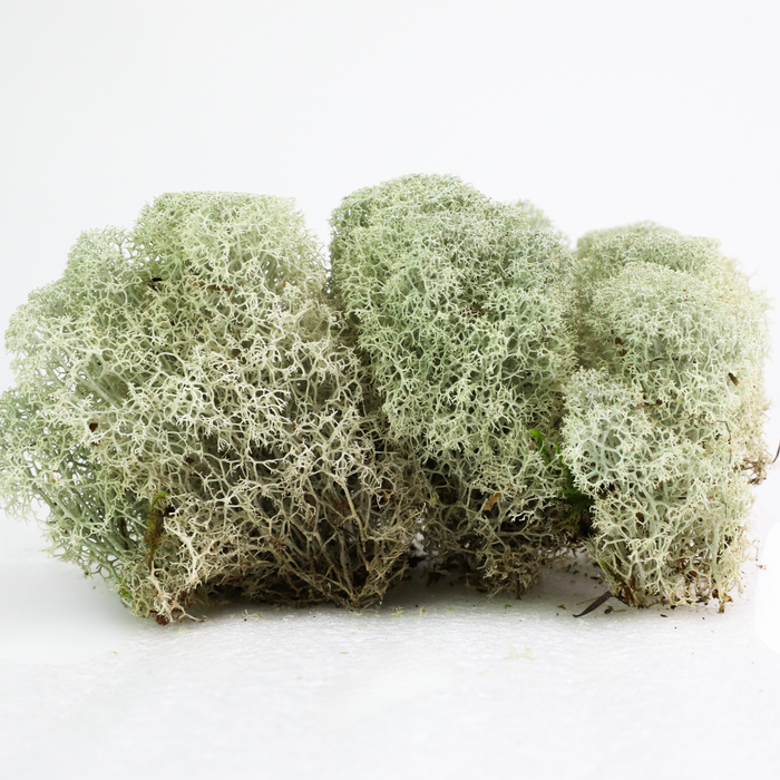 Natural Canadian Reindeer Moss