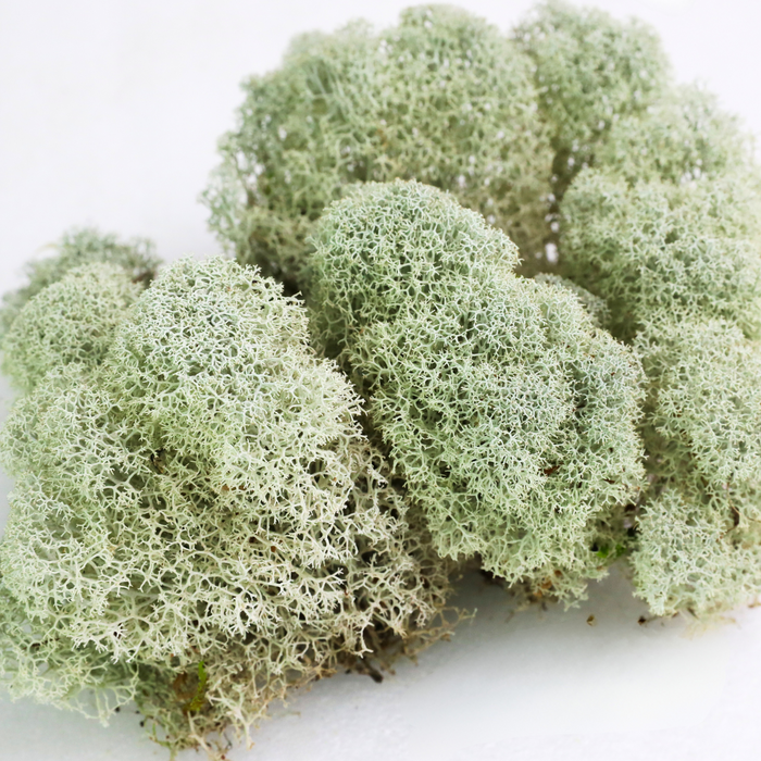 Natural Canadian Reindeer Moss