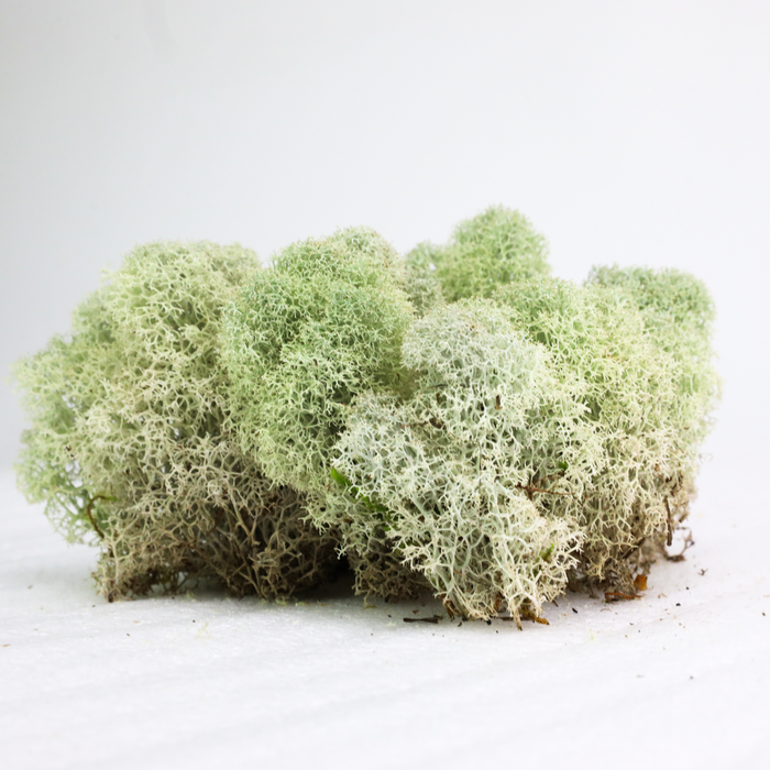 Natural Canadian Reindeer Moss