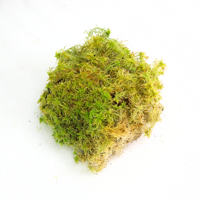 Natural Canadian Sphagnum Moss