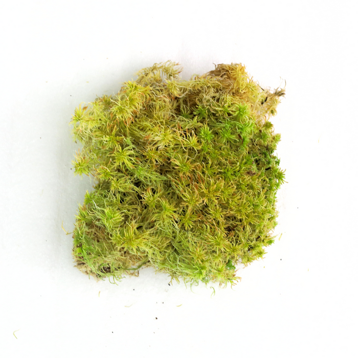 Natural Canadian Sphagnum Moss