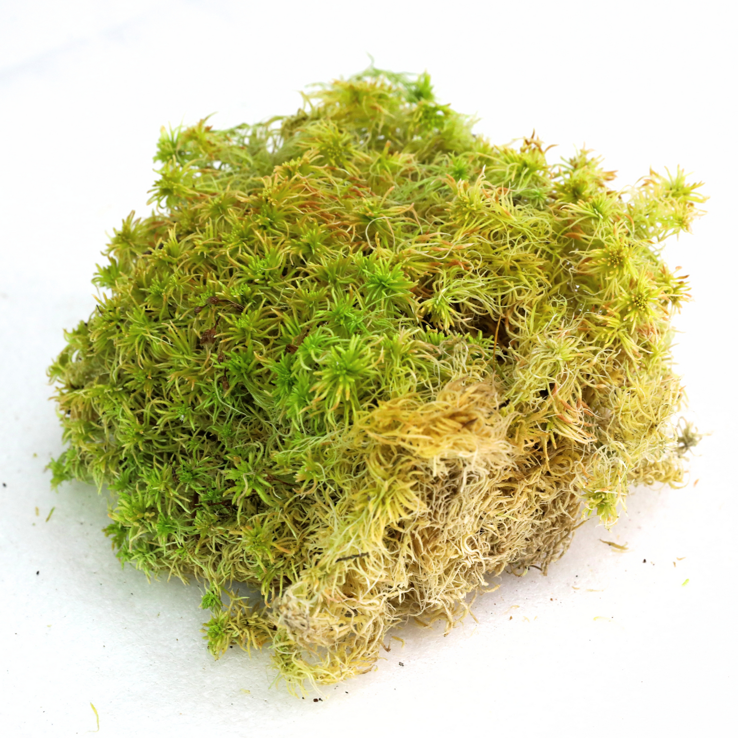 Natural Canadian Sphagnum Moss