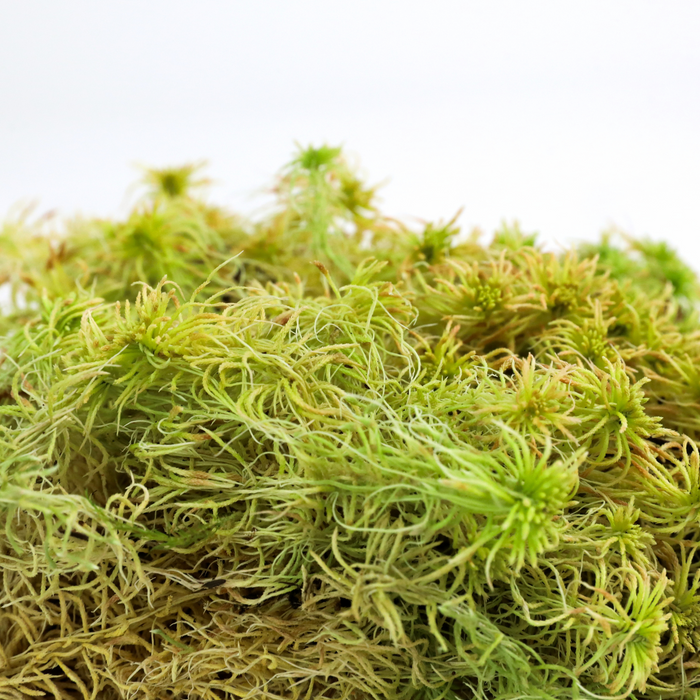 Natural Canadian Sphagnum Moss