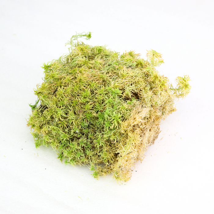 Natural Canadian Sphagnum Moss