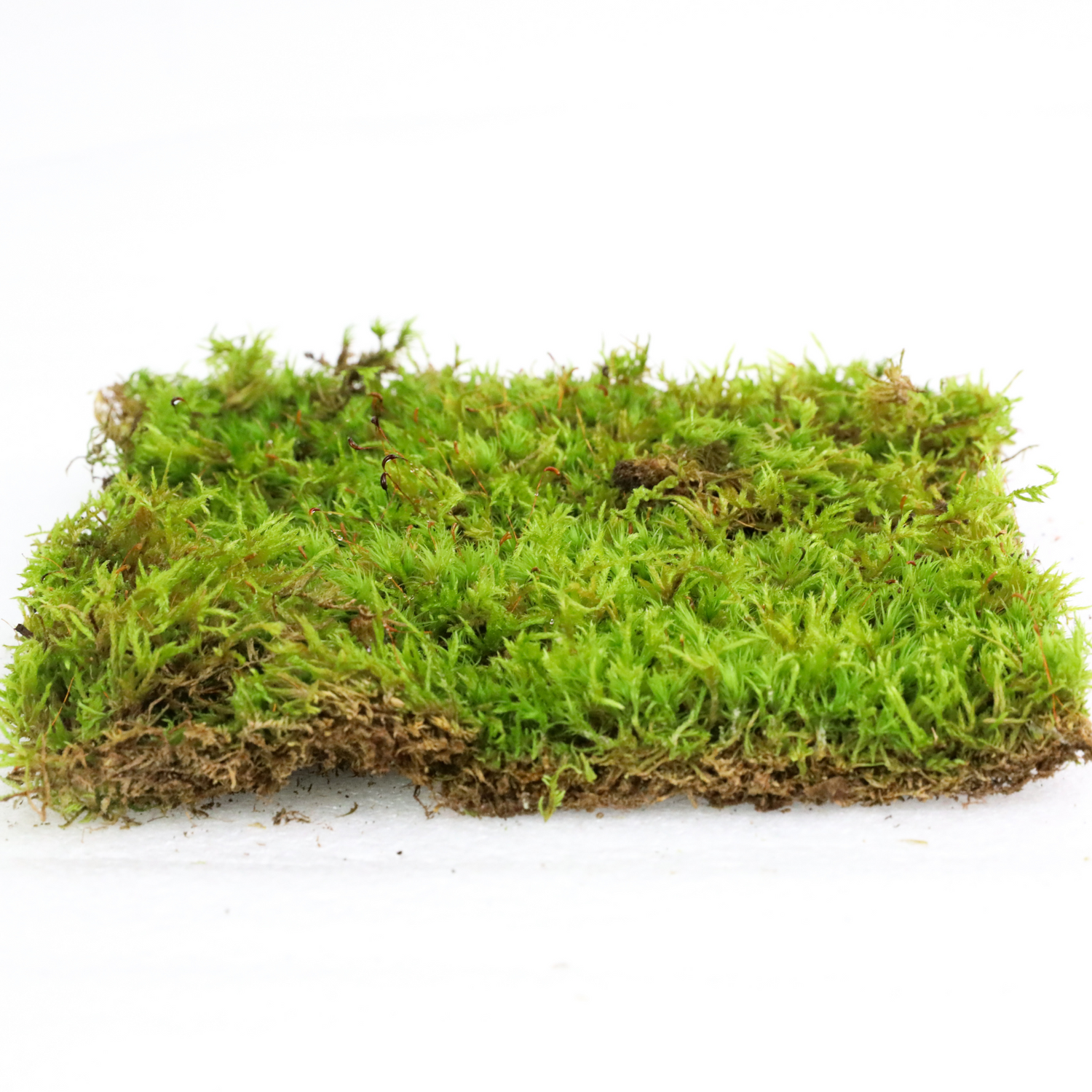 Hypnum Moss (Hypnum Cupressiforme)