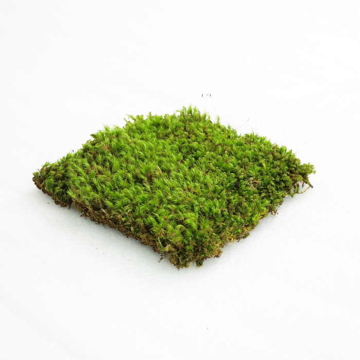 Mood Moss (Dicranum)