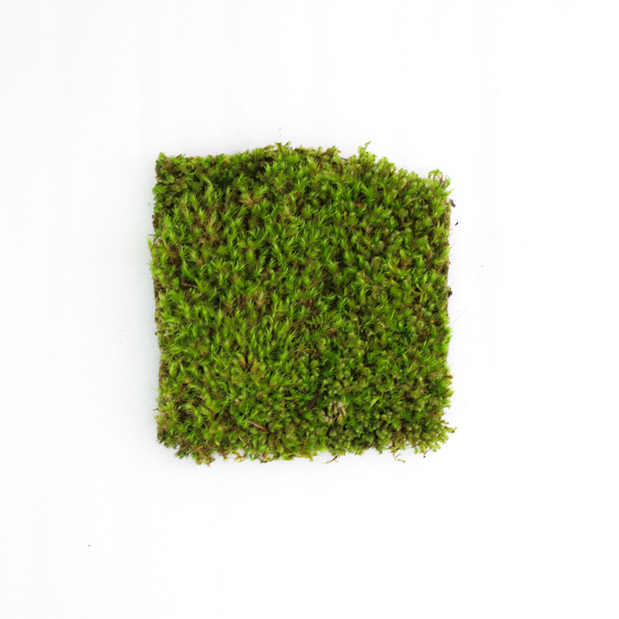 Mood Moss (Dicranum)