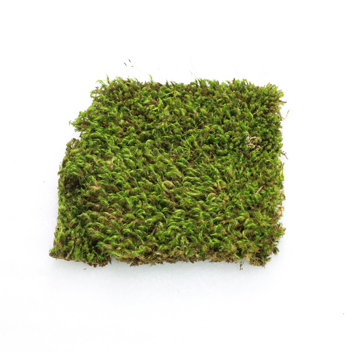 Mood Moss (Dicranum)