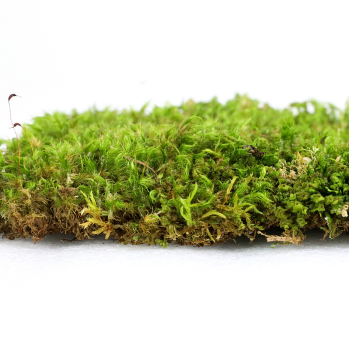 Mood Moss (Dicranum)