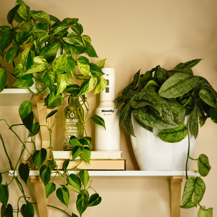 Indoor Plant Care Pack