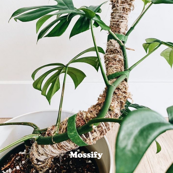 Mossify Reusable Plant Tape - 20