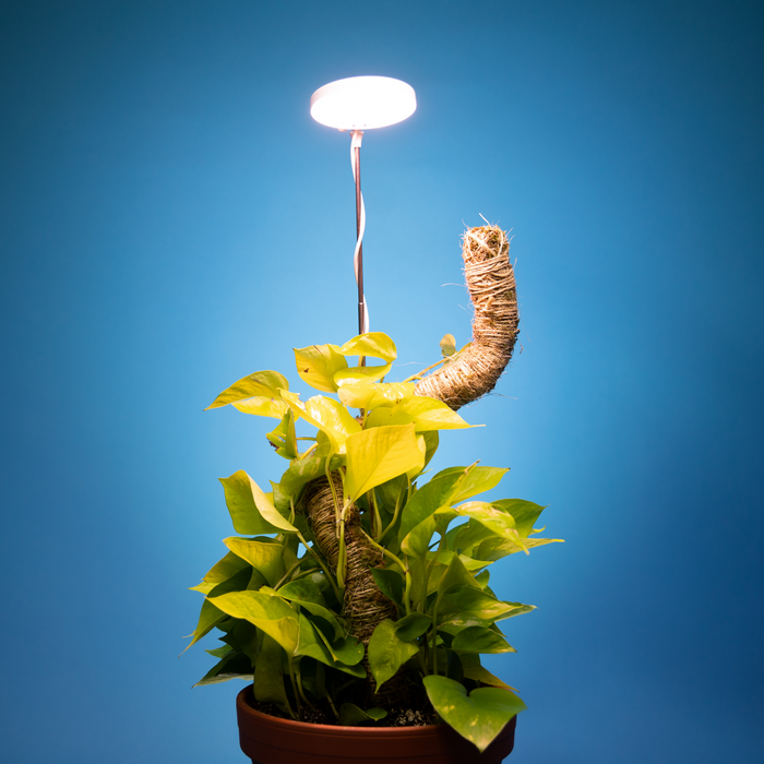 Lampe ajustable au LED pour plante intérieur MOSSIFY – Jardinerie Fortier